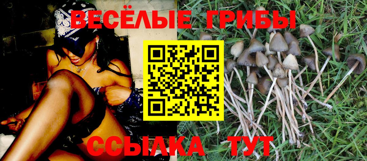 Псилоцибиновые грибы Cubensis Добрянка
